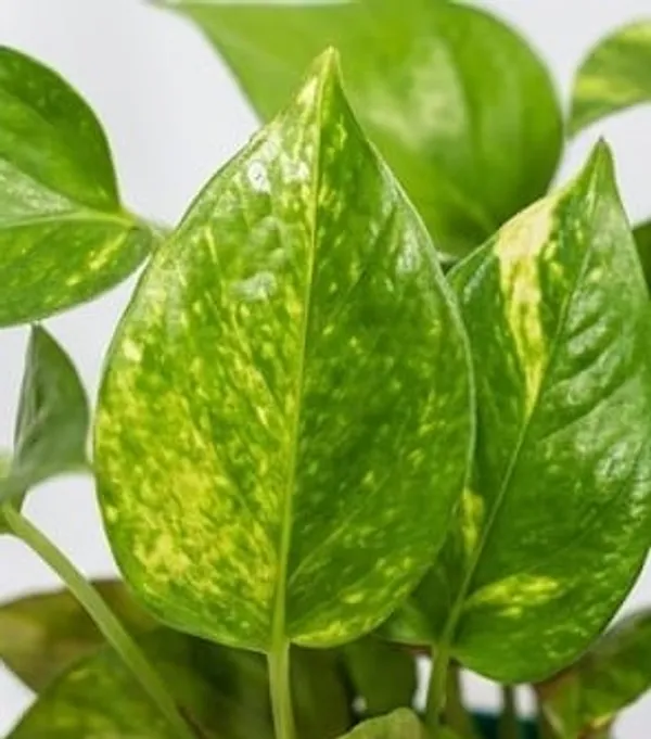 Money_Plant_ATs