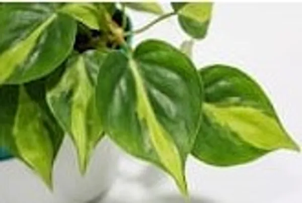 Money_Plant_ATs