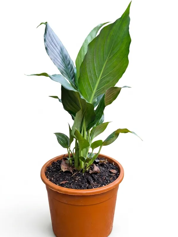 Peace_Lily
