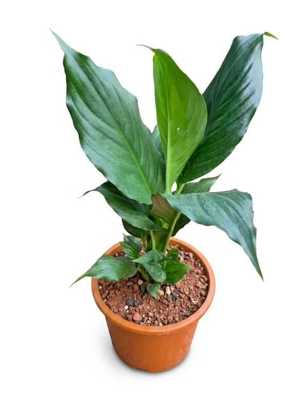 Peace_Lily
