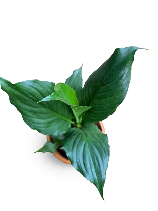 Peace_Lily