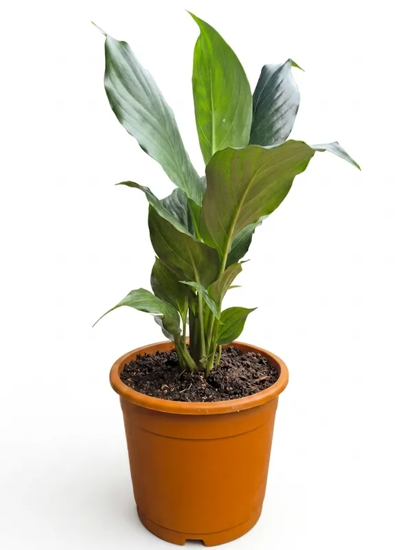 Peace_Lily