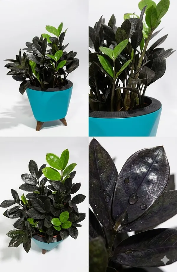 Black_ZZ_plant_LGs