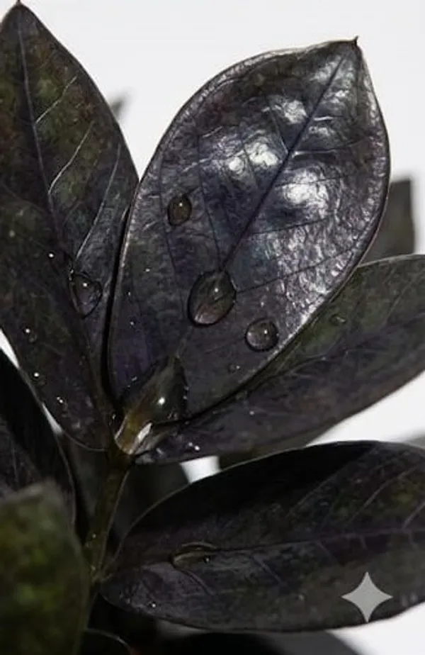 Black_ZZ_plant_LGs
