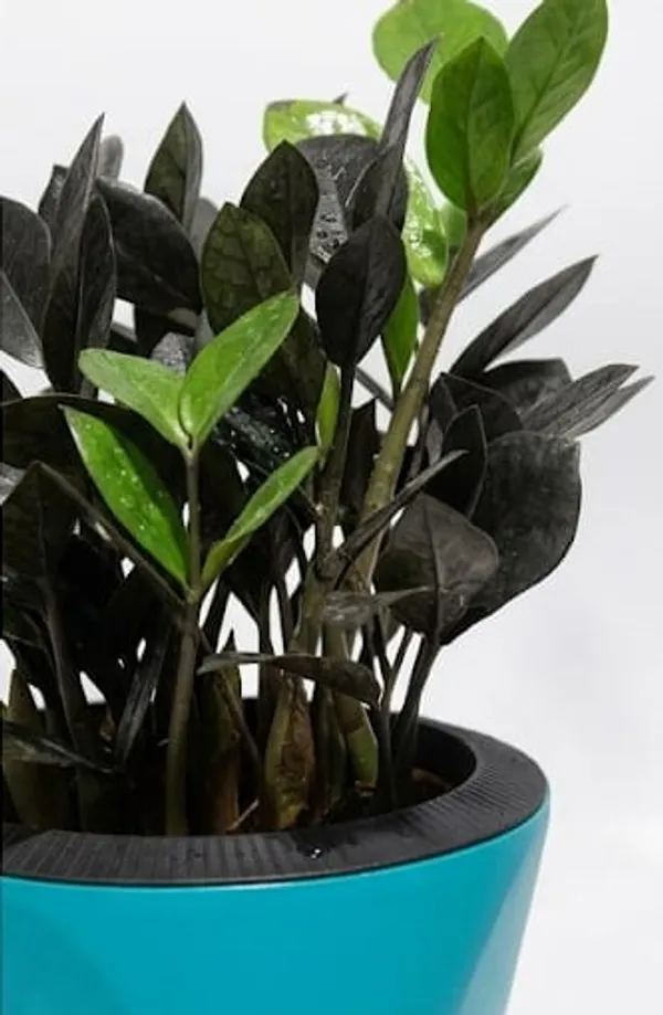 Black_ZZ_plant_LGs