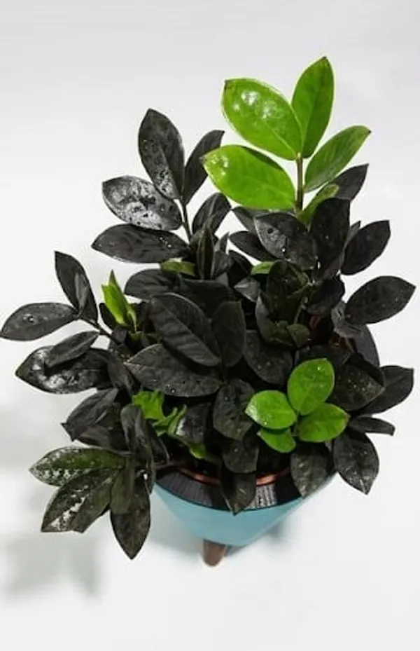 Black_ZZ_plant_LGs