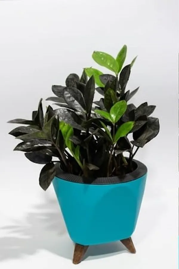 Black_ZZ_plant_LGs