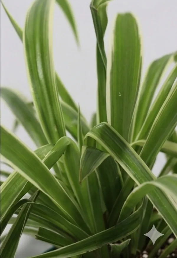 Chlorophytum_Spider_ATs