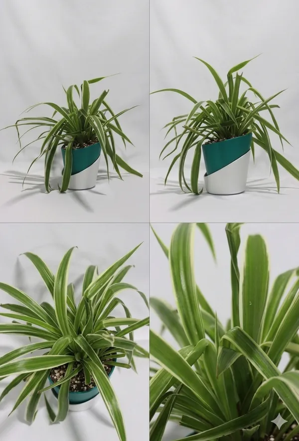 Chlorophytum_Spider_ATs