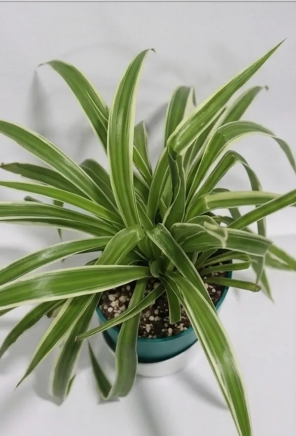 Chlorophytum_Spider_ATs