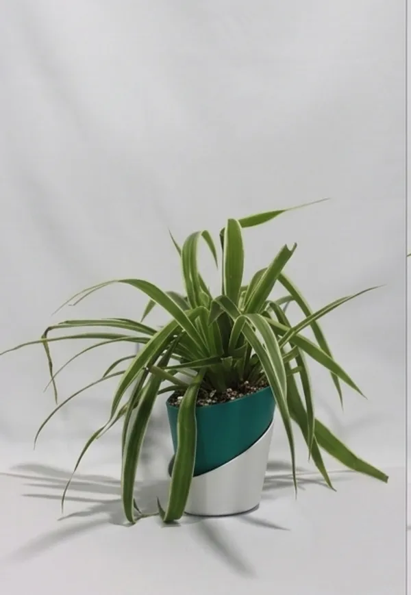 Chlorophytum_Spider_ATs