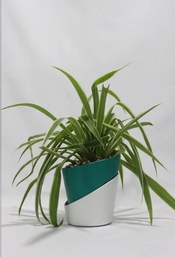 Chlorophytum_Spider_ATs