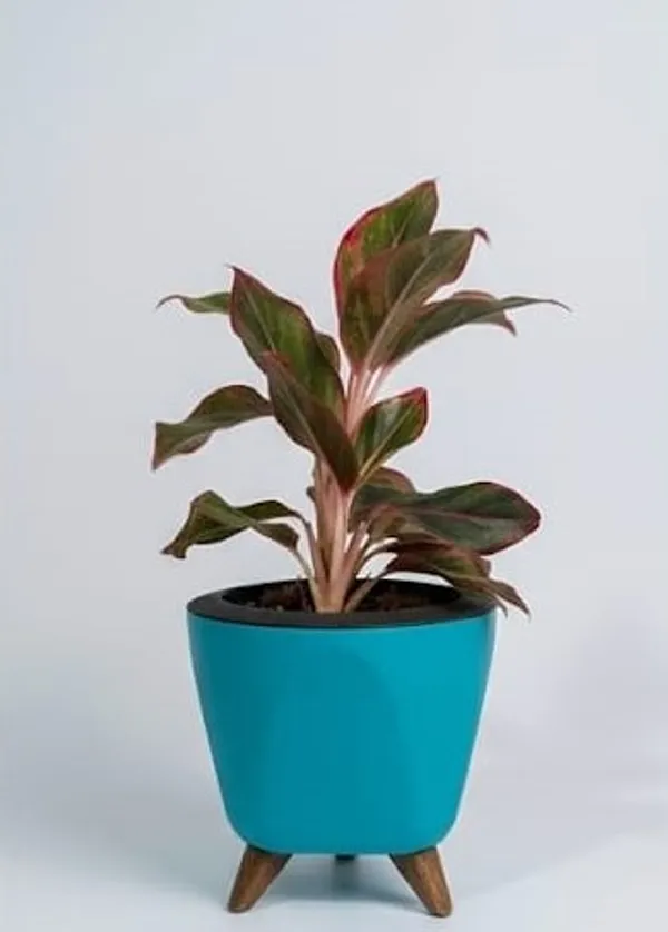 Aglaonema_Lipstick_LGs