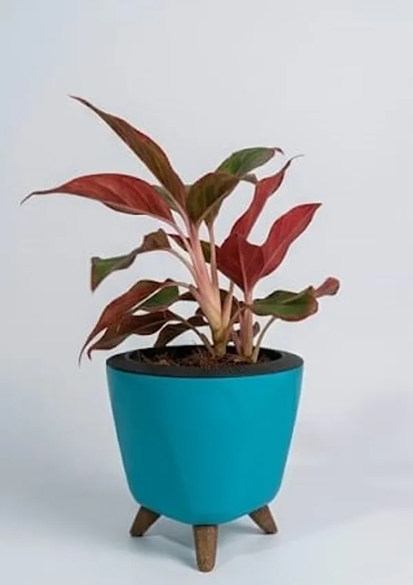 Aglaonema_Lipstick_LGs