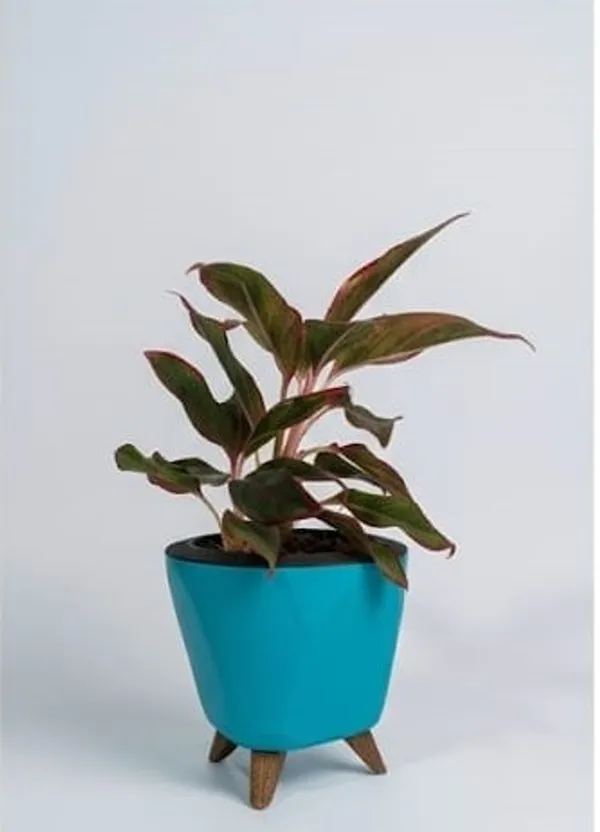 Aglaonema_Lipstick_LGs