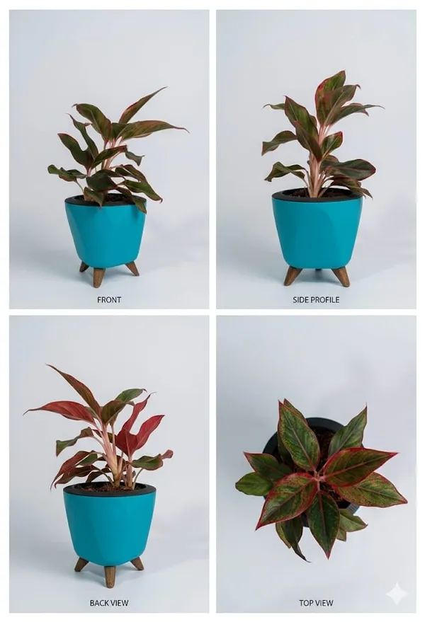 Aglaonema_Lipstick_LGs
