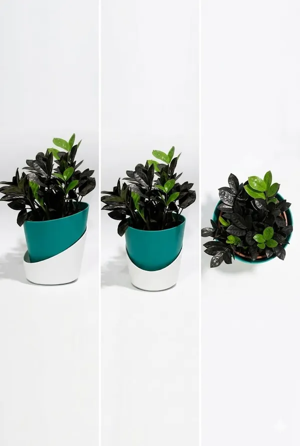 Black_ZZ_plant_ATs