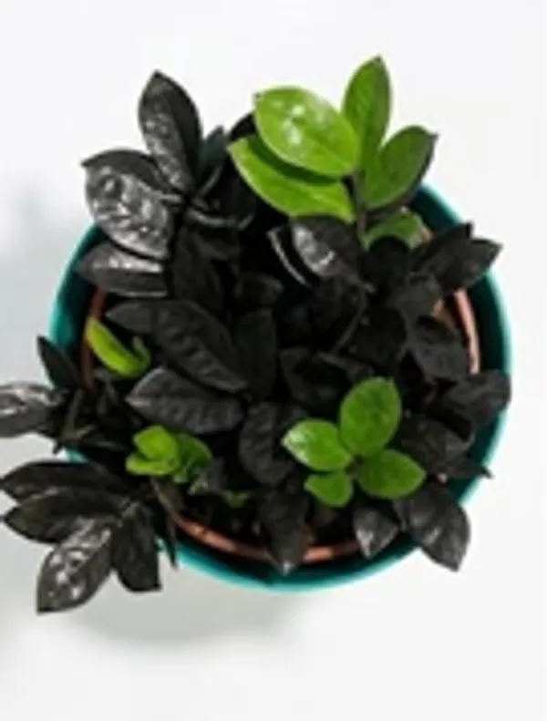 Black_ZZ_plant_ATs
