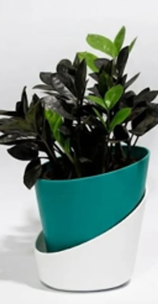 Black_ZZ_plant_ATs