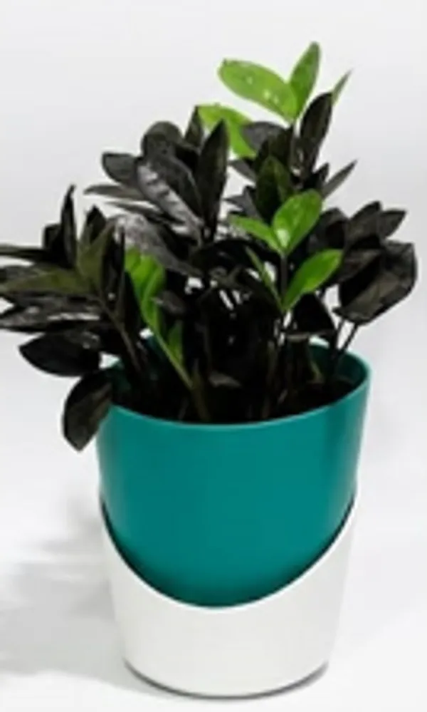 Black_ZZ_plant_ATs