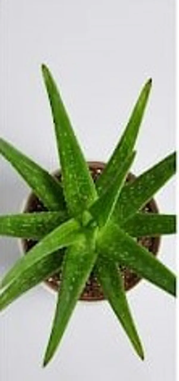 Aloe_Vera_Plant_IBs
