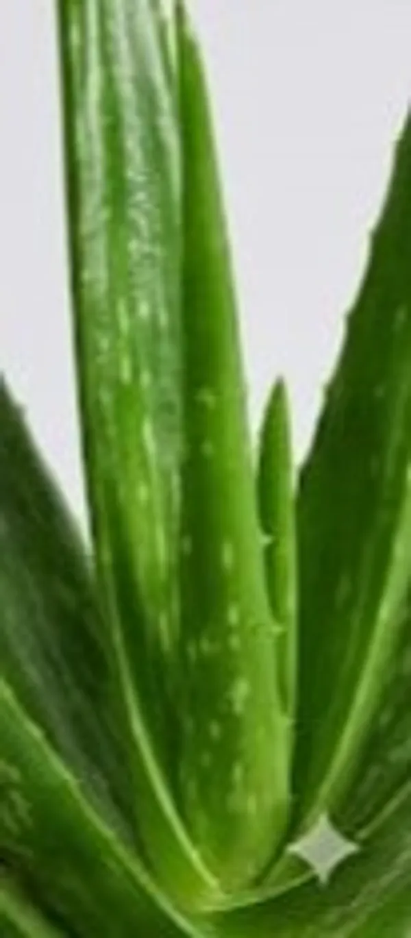 Aloe_Vera_Plant_IBs