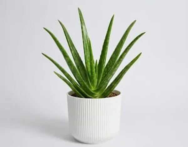 Aloe_Vera_Plant_IBs
