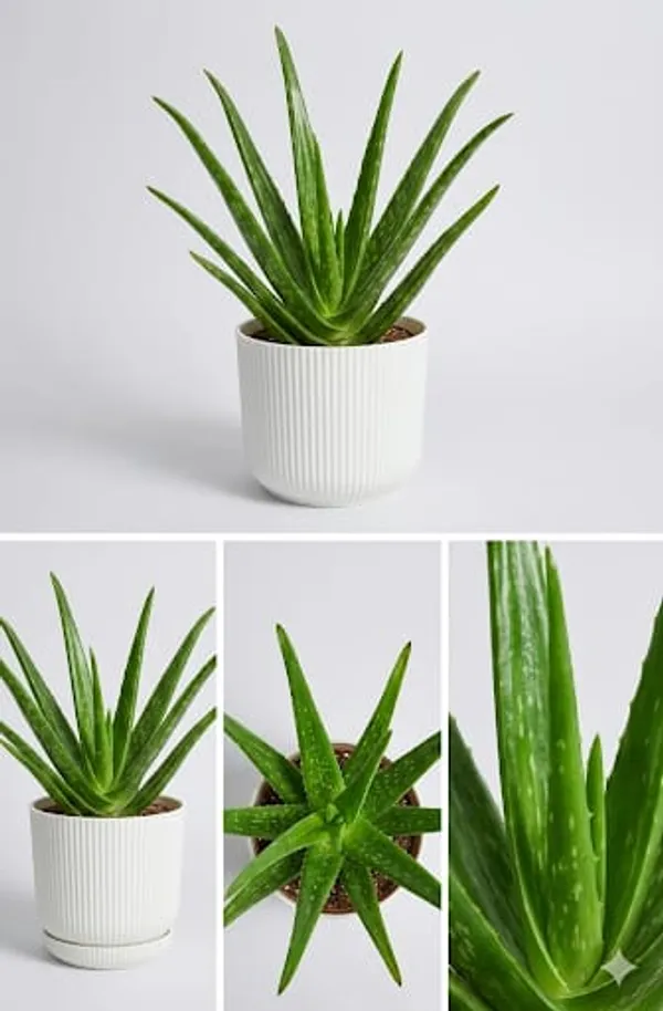 Aloe_Vera_Plant_IBs