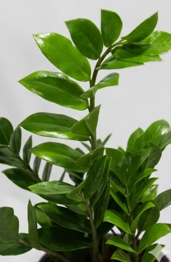 ZZ_Plant_Green_YDs
