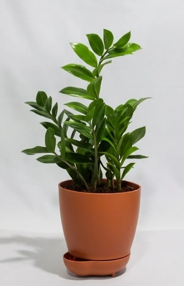 ZZ_Plant_Green_YDs