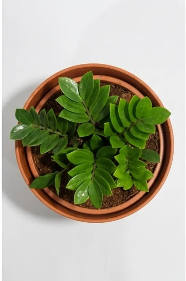 ZZ_Plant_Green_YDs