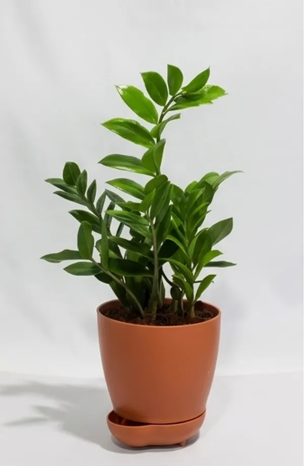 ZZ_Plant_Green_YDs
