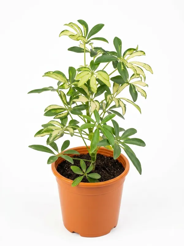 Saplera_Dwarf_Plant
