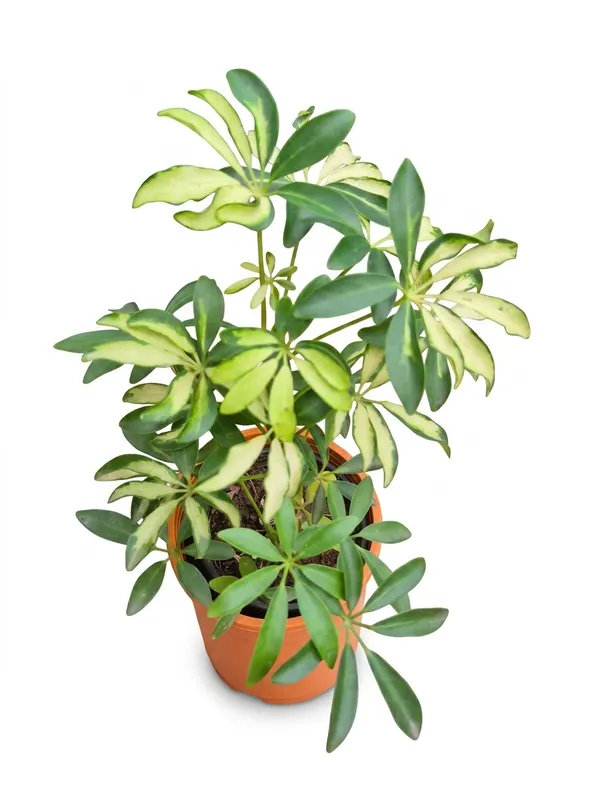 Saplera_Dwarf_Plant