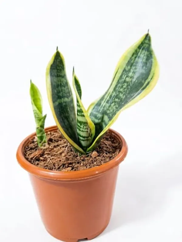 Snake_Plant