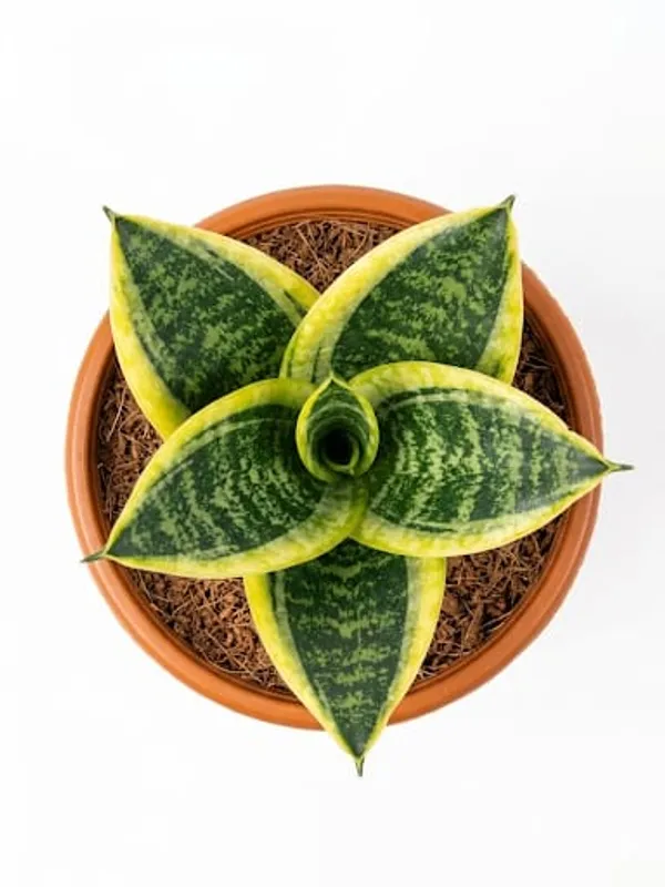 Snake_Plant