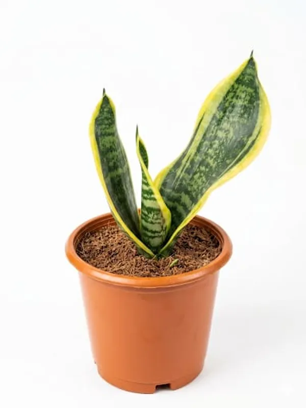 Snake_Plant