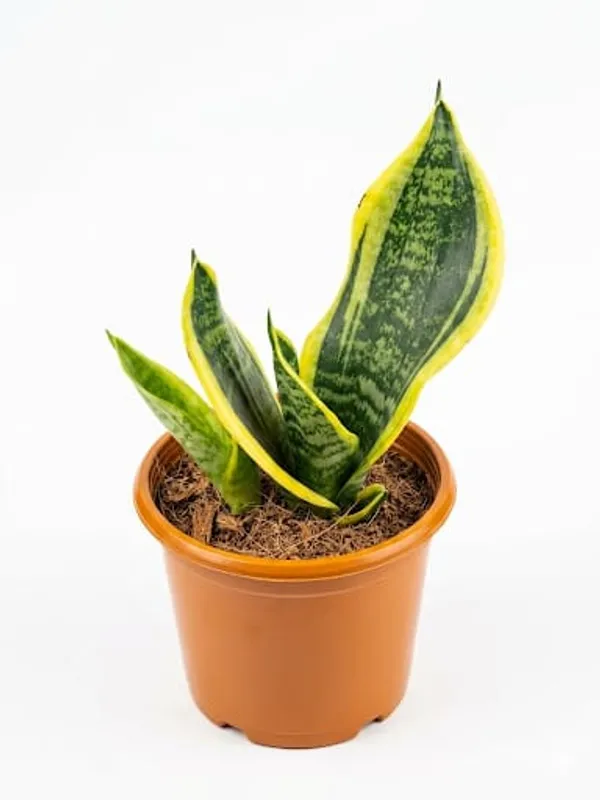 Snake_Plant