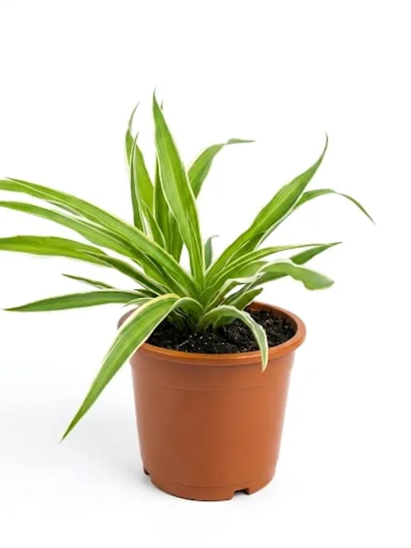 Spider_Plant