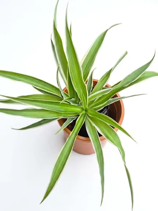 Spider_Plant