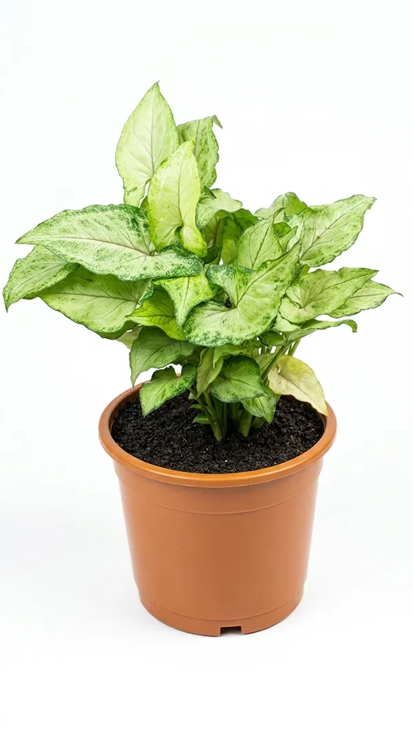 Synghonium_Green_Plant