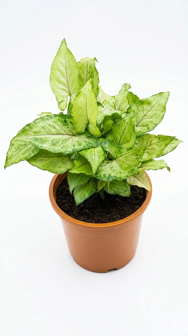 Synghonium_Green_Plant