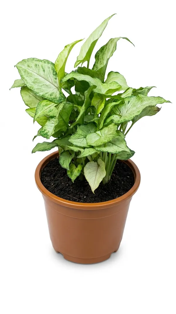 Synghonium_Green_Plant