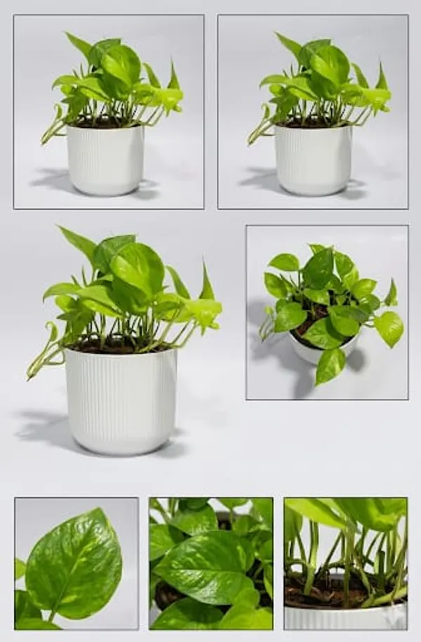 Money_Plant_IBs