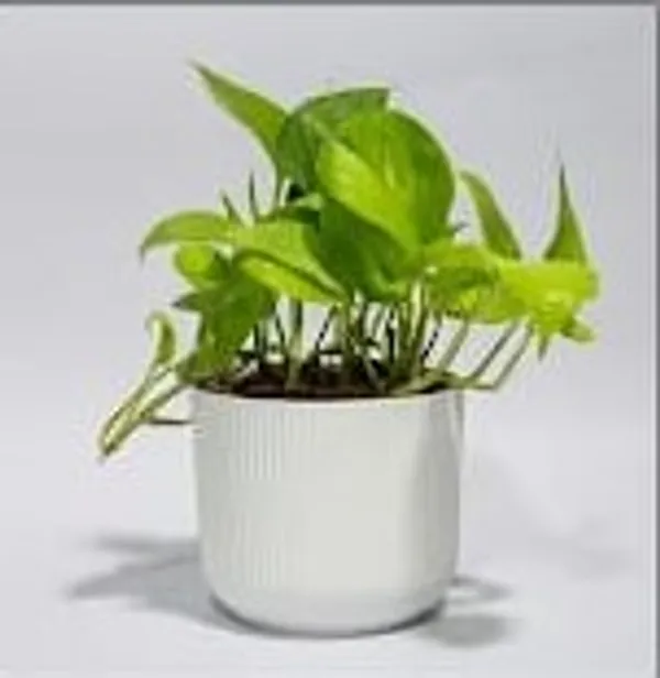 Money_Plant_IBs