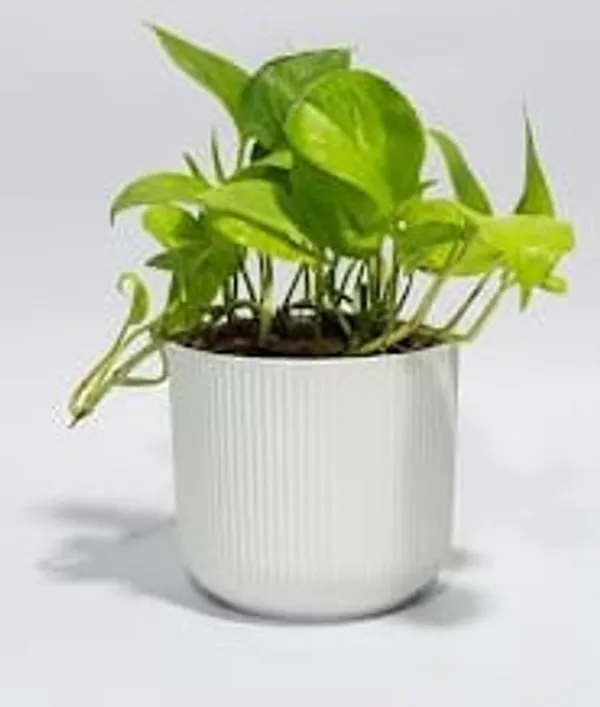 Money_Plant_IBs