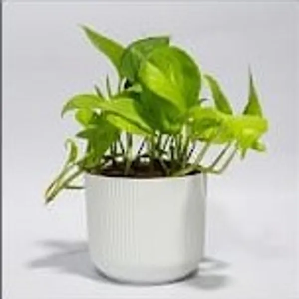 Money_Plant_IBs