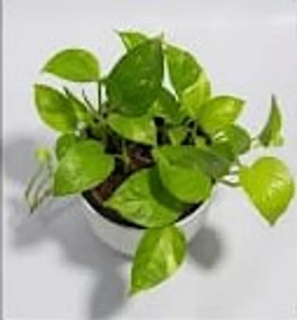 Money_Plant_IBs