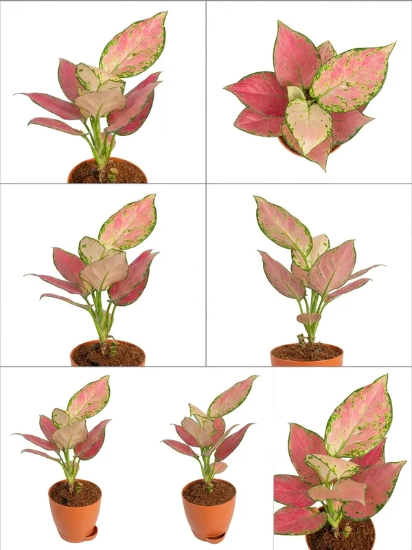 Aglaonema_Pink_Yds