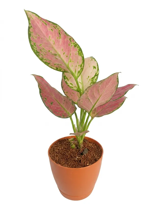 Aglaonema_Pink_Yds